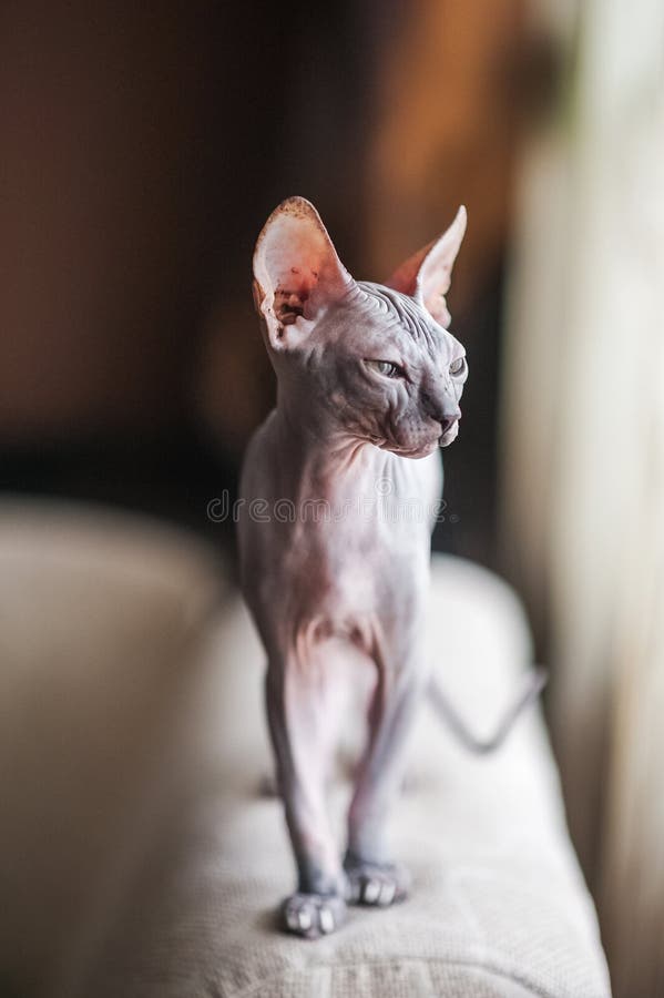 Photo d'un chat domestique de la race de Sphynx Portrait d'un chat gris chauve qui marche le sofa photographie stock libre de droits Photo d'un chat domestique de la race de Sphynx Portrait d'un chat gris chauve qui marche le sofa photographie stock libre de droits