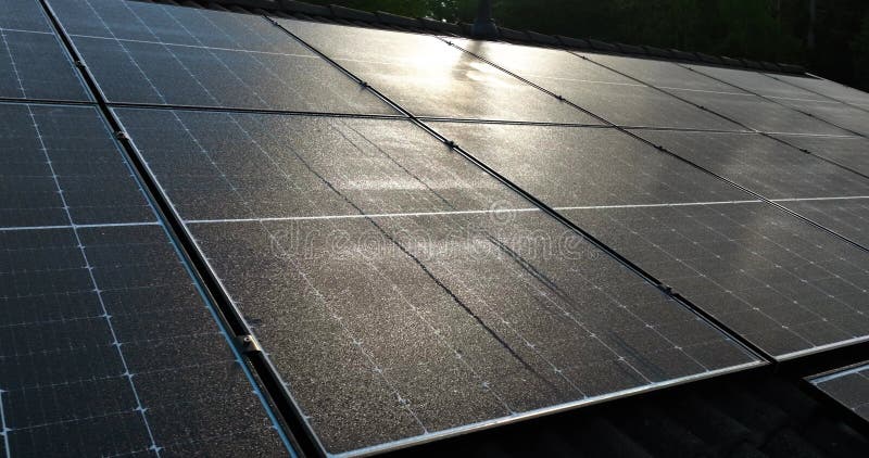 Photo de closeup aérienne de la baie solaire humide de rosée matinale été matin banque de vidéos