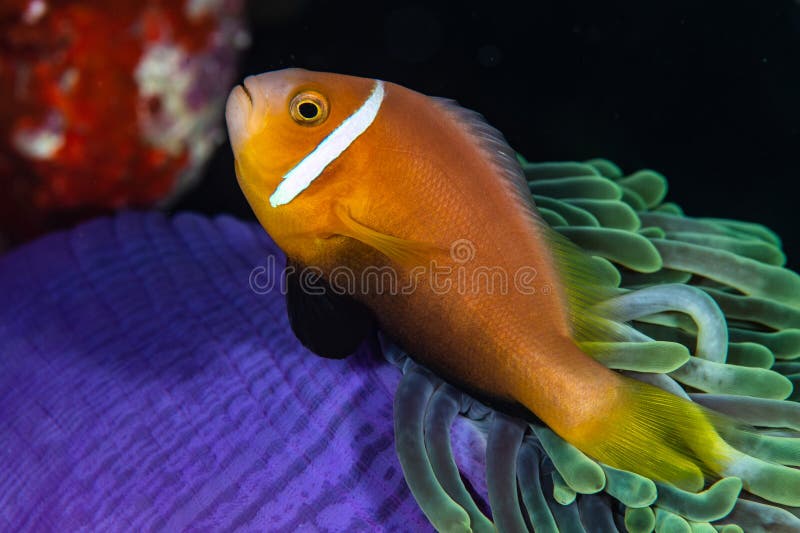 A closeup shot of an anemone fish resting on a purple and green anemone. Maldives. A closeup shot of an anemone fish resting on a purple and green anemone. Maldives