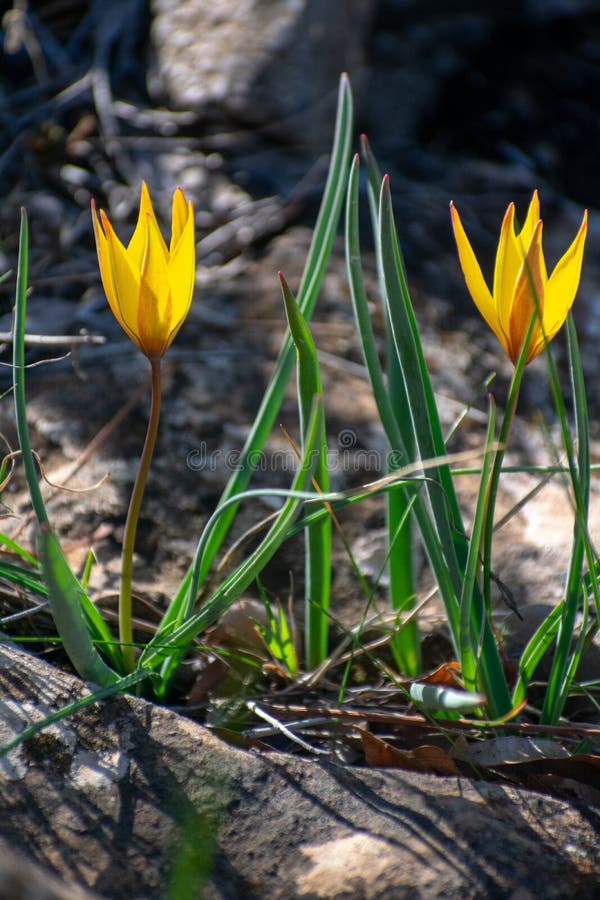 Photo de closeup de deux tulipes sauvages tulipa sylvestris photo libre de droits