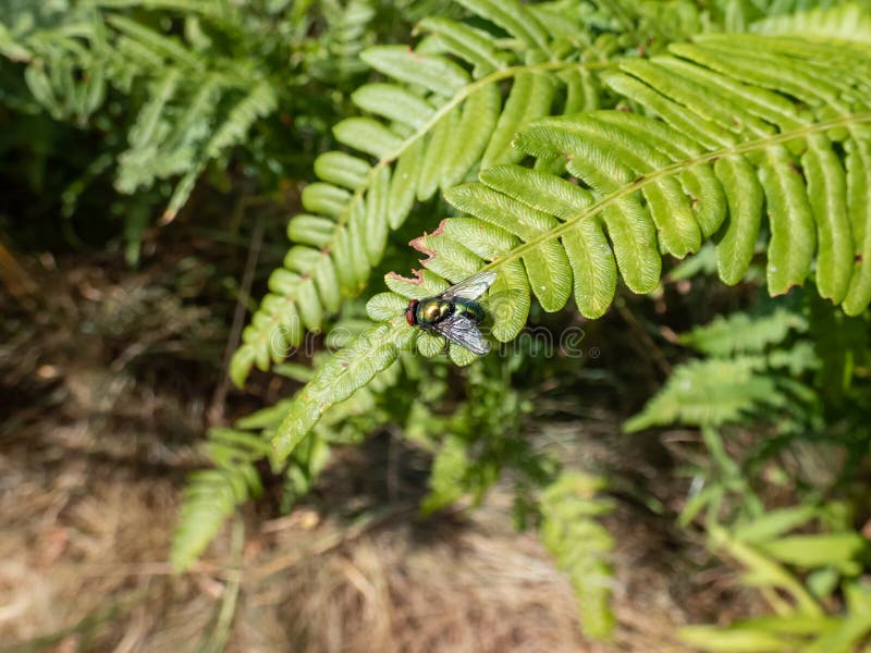 Photo de closeup de lucilia caesar, une mouche verte à bouteille verte adulte, assise sur une feuille verte photos stock