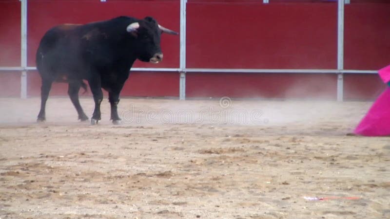 Photo de combat de taureau d'Espagne. taureau noir