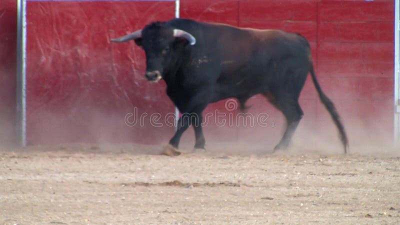 Photo de combat de taureau d'Espagne. taureau noir