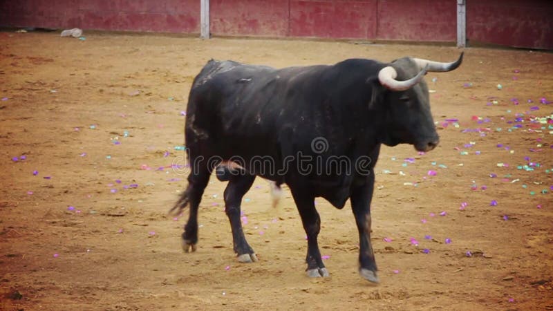 Photo de combat de taureau d'Espagne. taureau noir