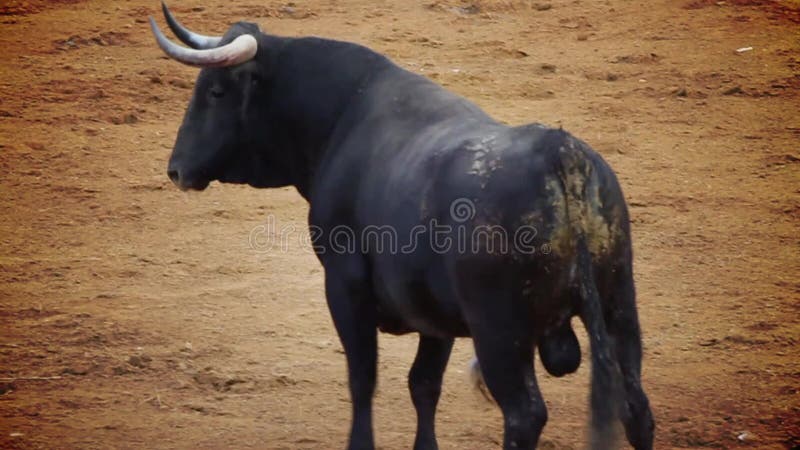 Photo de combat de taureau d'Espagne. taureau noir