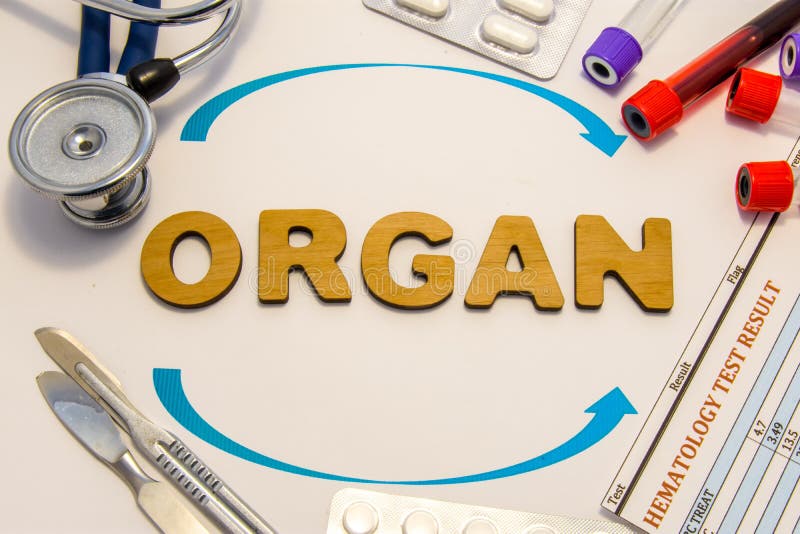 Photo de concept de transplantation d'organe L'organe de Word a marqueté des lettres est entouré par deux flèches et fournitures photo stock Photo de concept de transplantation d'organe L'organe de Word a marqueté des lettres est entouré par deux flèches et fournitures photo stock