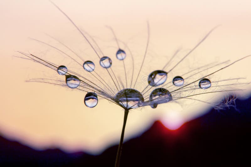 Photo de fleur de pissenlit macro avec des baisses de l'eau contre le contexte de l'aube dans le terrain montagneux images libres de droits Photo de fleur de pissenlit macro avec des baisses de l'eau contre le contexte de l'aube dans le terrain montagneux images libres de droits