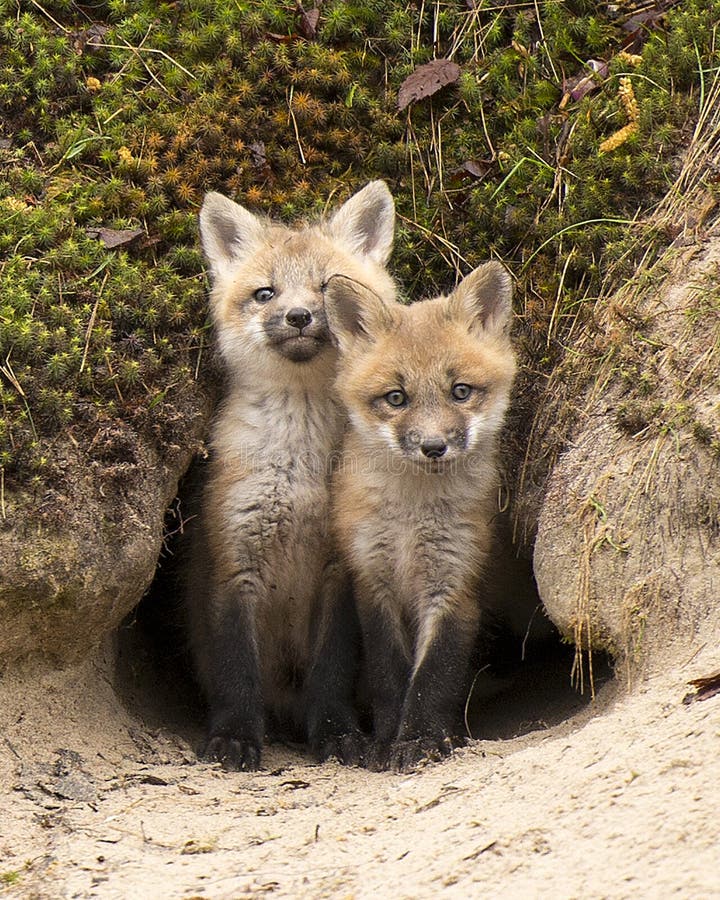 Photo De Fox Red Fox Animal Vue Rapprochee Du Profil De L Animal Du Renard De Bebe A L Entree Du Trou De La Taniere Dans La Foret Photo Stock Image Du Oreilles