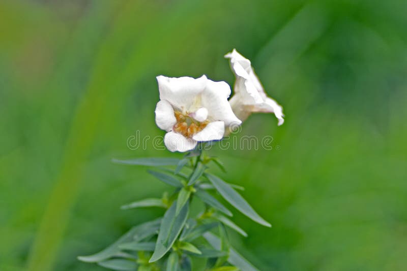 Photo de la fleur blanche sur le fond d'herbe au foyer mou photographie stock Photo de la fleur blanche sur le fond d'herbe au foyer mou photographie stock