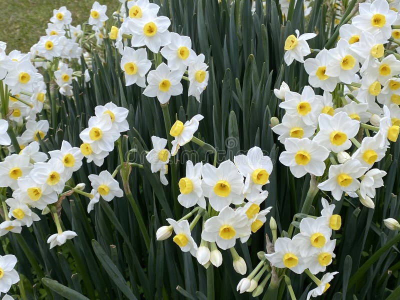 Photo De La Fleur De Narcisses Ou De L'oeil Narcissus Poeticus Du Poète Du  Faisan Image stock - Image du nature, fleur: 198005389