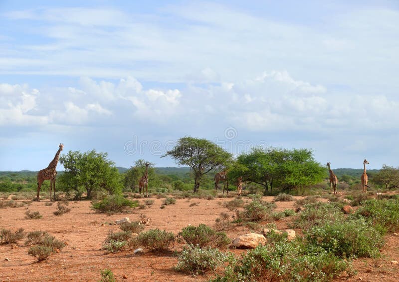Zèbres Et Une Girafe Dans La Savane Profonde, Bushveld De 
