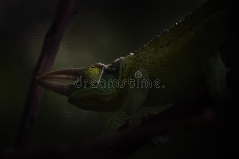 Photo de lézard kameleon haut de couleurs vert rapproché images libres de droits
