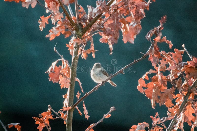 A landscape shot of a nightingale bird resting on the branch of a tree with brown leaves in a blurred background. A landscape shot of a nightingale bird resting on the branch of a tree with brown leaves in a blurred background