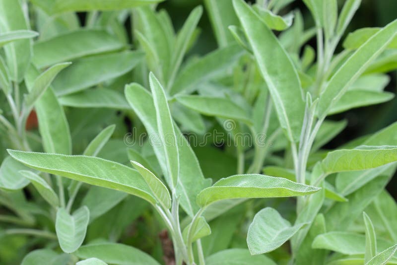 Photo de plan rapproché de Sage Plant dans le jardin photographie stock libre de droits Photo de plan rapproché de Sage Plant dans le jardin photographie stock libre de droits