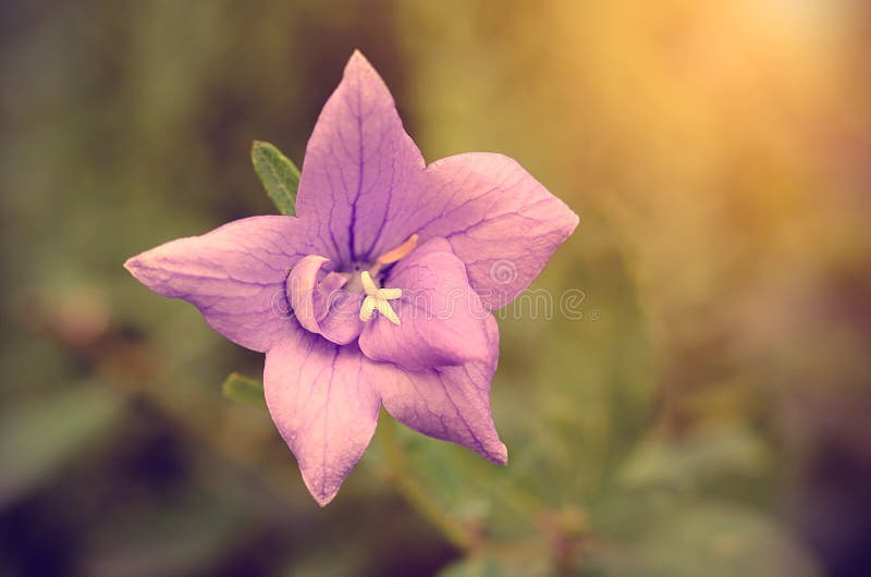 Download Photo De Vintage D'un Wildflower Rose Photo stock - Image du frais, fond: 45354030