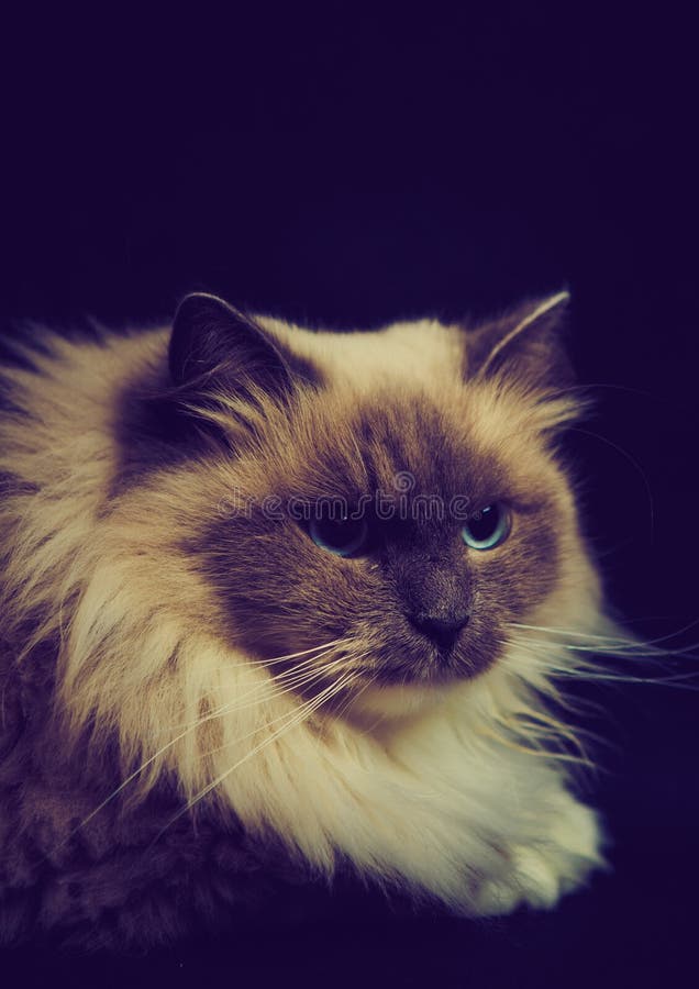 Photo de vintage de beau chat de Neva Masquerade image libre de droits Photo de vintage de beau chat de Neva Masquerade image libre de droits