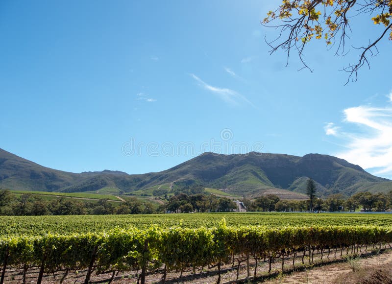 Photo des vignobles chez Groot Constantia, Cape Town, Afrique du Sud, prise un d?but de la matin?e clair Montagnes dans la distan photographie stock libre de droits Photo des vignobles chez Groot Constantia, Cape Town, Afrique du Sud, prise un d?but de la matin?e clair Montagnes dans la distan photographie stock libre de droits