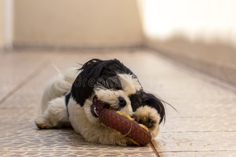 Cute Shih Tzu Puppy Playing Toys Stock Photo 2227641043