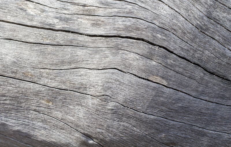 Photo en bois affligée de plan rapproché de texture Fond en bois gris froid photos libres de droits Photo en bois affligée de plan rapproché de texture Fond en bois gris froid photos libres de droits