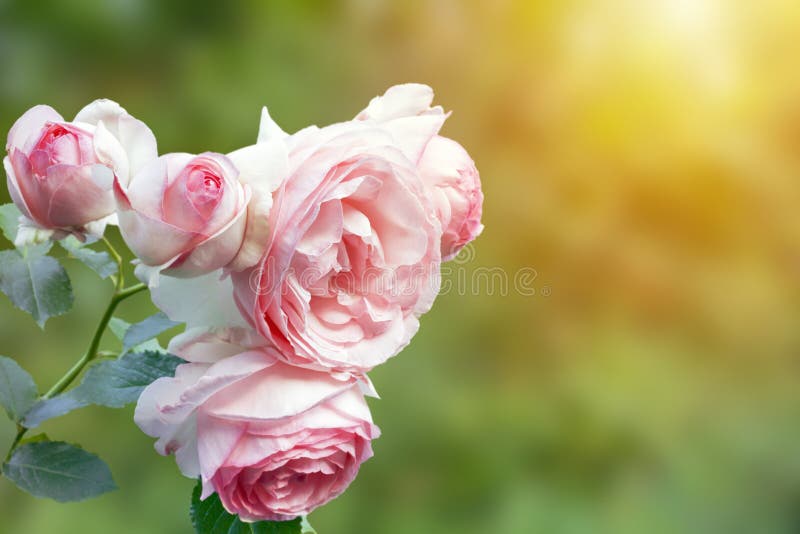 A photo of english pink pale rose bush in the summer garden. Rose shrub in the park, outdoor. Sunshine beams with selective soft f