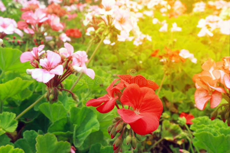 Photo of Flowers Garden in Sunny Day Stock Image - Image of flora ...