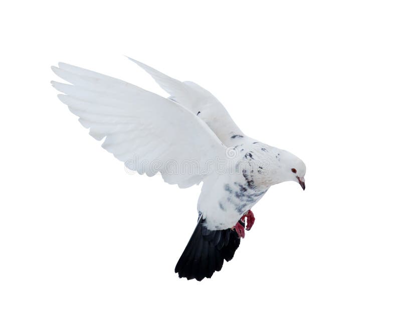 Isolated White Dove With Black Tail Stock Photo Image of purity
