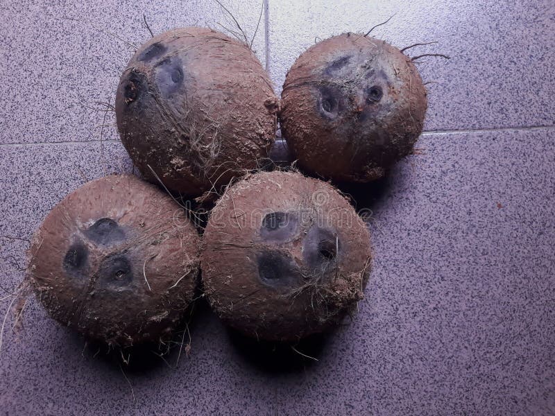 Photo of Four Old Coconuts on the Tiled Floor Stock Image - Image of ...