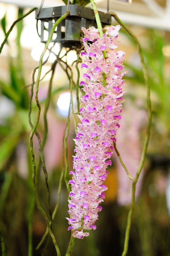 Foxtail orchid stock image. Image of leaves, orchid, pink - 54379329