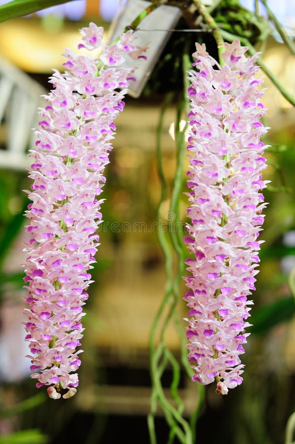 A Photo of a Foxtail Orchids Stock Photo - Image of bloom, blurred ...