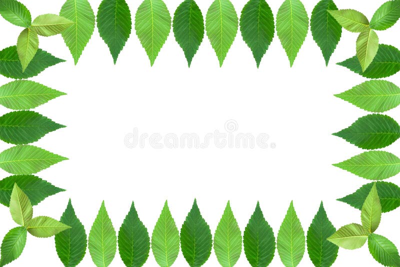 Photo frame of leaves