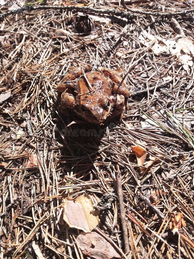 Photo - a frog basks in the sun on a spring clearing melted from the snow. Early spring, old conifer needles, thawed frog or toad royalty free stock photography Photo - a frog basks in the sun on a spring clearing melted from the snow. Early spring, old conifer needles, thawed frog or toad royalty free stock photography