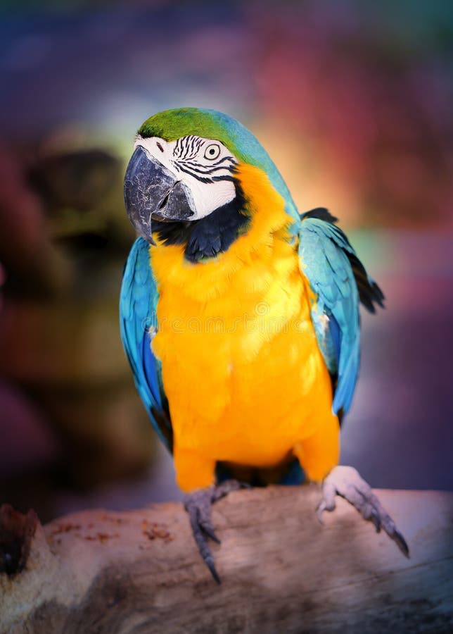 Photo funny of a bright macro parrot royalty free stock images