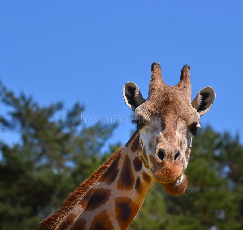 Laughing giraffe stock image. Image of laugh, blue, outdoor 47933969