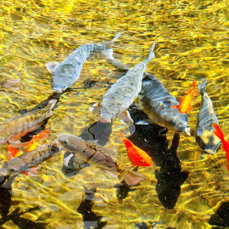 Photo of Goldfish and Some Tilapia in the Pond Stock Photo Image of