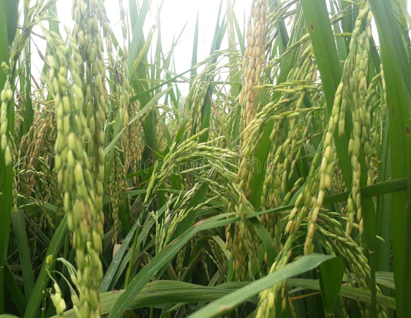 Photo of Grains in Rice Fields Stock Image Image of plantation, crop