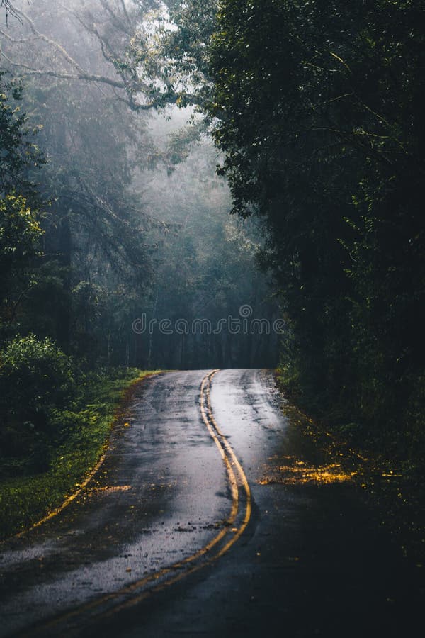 Photo of Gray Concrete Road in the Middle of Jungle during Daylight stock photography Photo of Gray Concrete Road in the Middle of Jungle during Daylight stock photography
