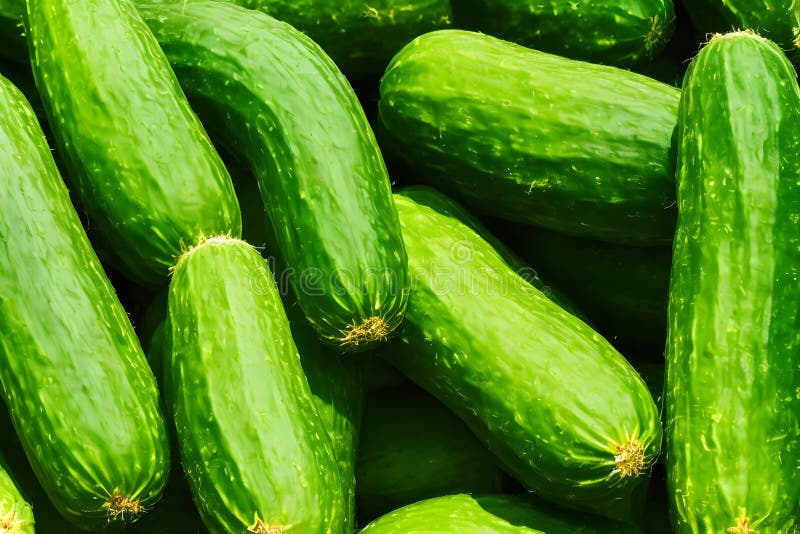 Photo of Green Cucumbers, a Fresh Vegetable, Recently Harvested Stock Photo Image of nutrient