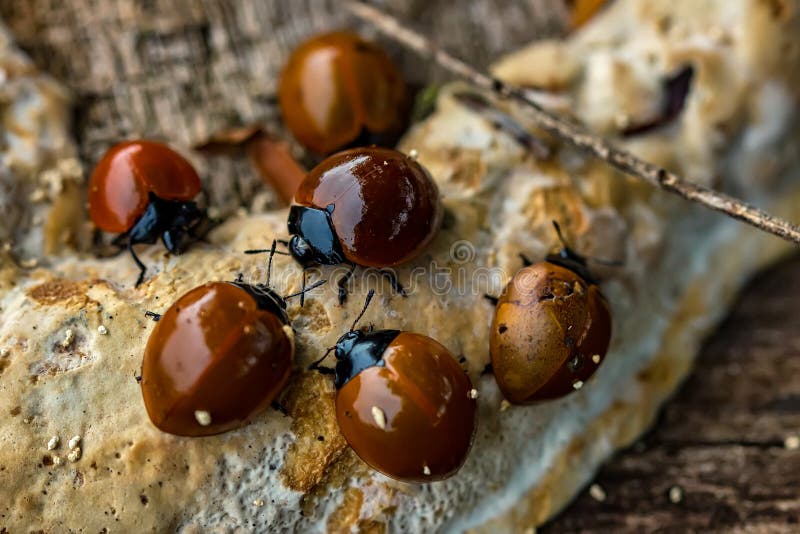 Ladybug Feeding on Fungus on Tree Trunk Macro Photography Stock Photo ... Biology Diagrams