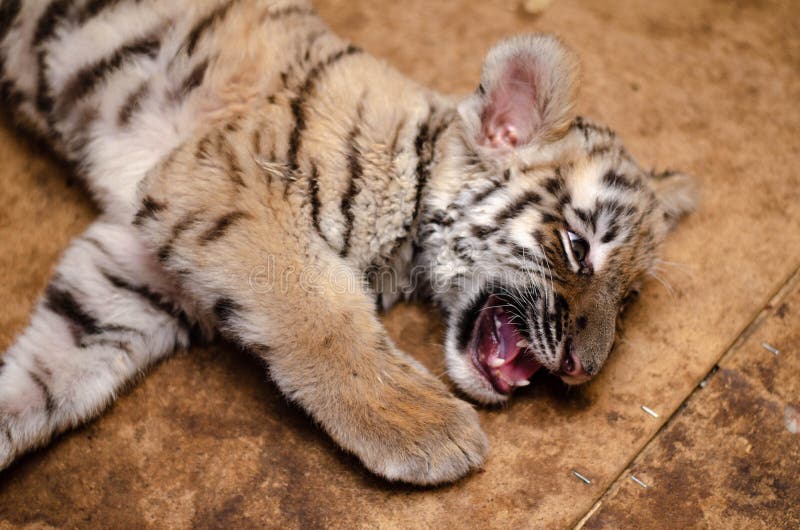 Photo of a growling tiger cub lying on a jetty at home stock images