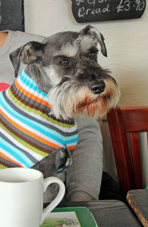 Pub dog schnauzer stock image Pub dog schnauzer stock image