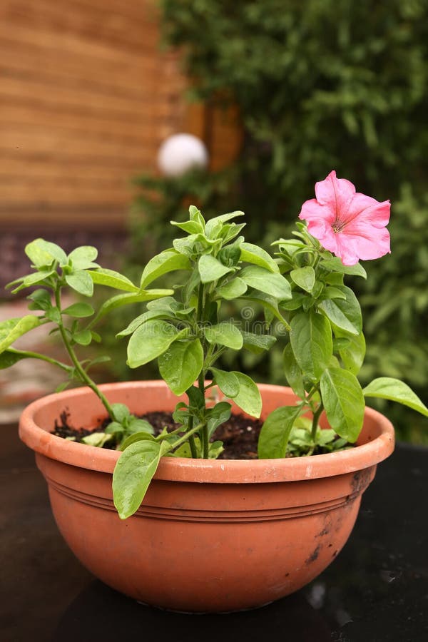 Plante De Pot Fleur Sur La Table Dans Le Salon Blanc Arrière-plan