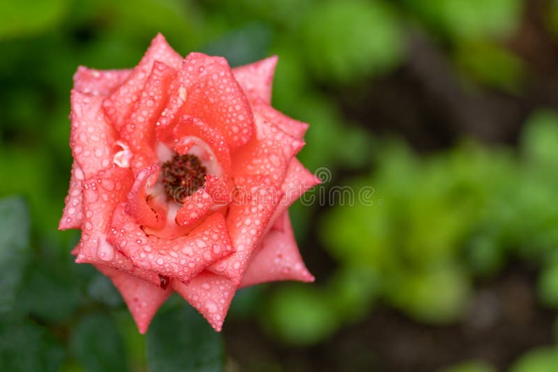 Photo haute étroite de rose rose au foyer mou et avec des baisses de pluie photographie stock libre de droits Photo haute étroite de rose rose au foyer mou et avec des baisses de pluie photographie stock libre de droits