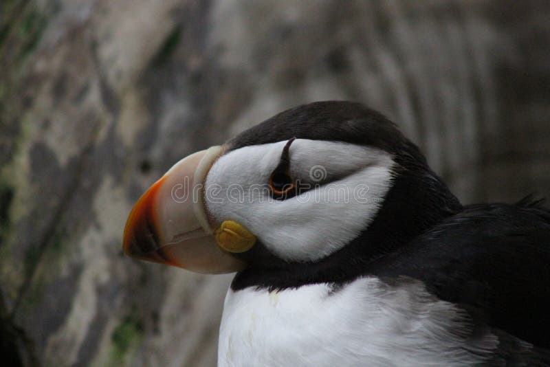 Horned Puffin - Alaska Sealife Center