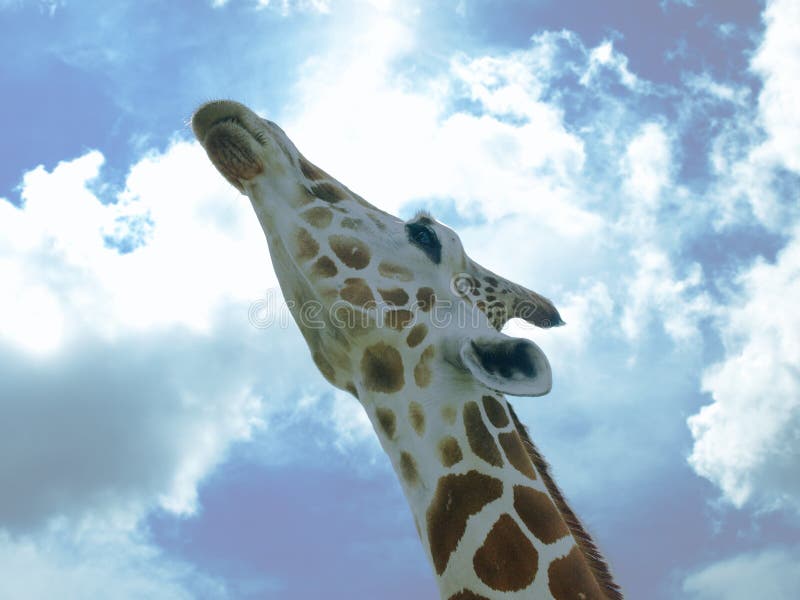 Photo image of a Giraffe looking up and stretching his neck close