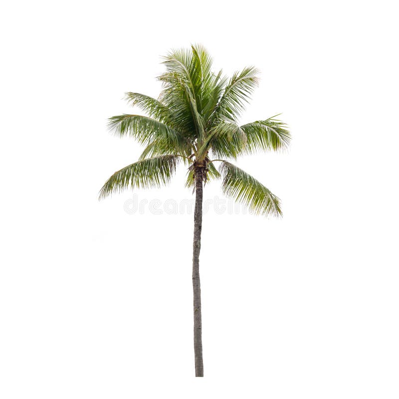 Isolated palm leaf stock photo. Image of growing, organic - 15858632