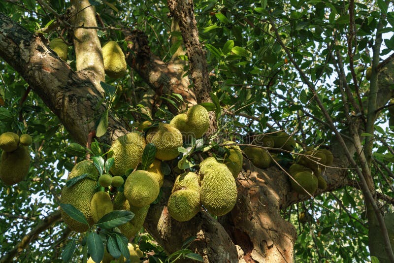 Jackfruits on the Jackfruit Tree Stock Photo Image of nutrition, garden 147366204