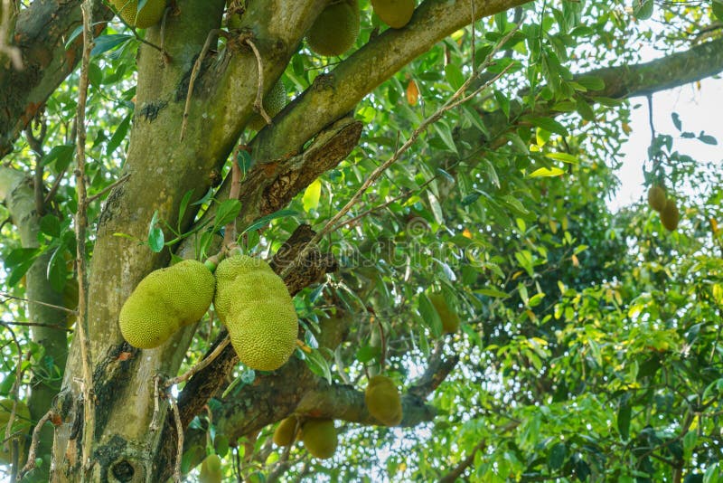 Jackfruits on the Jackfruit Tree Stock Photo Image of foliage