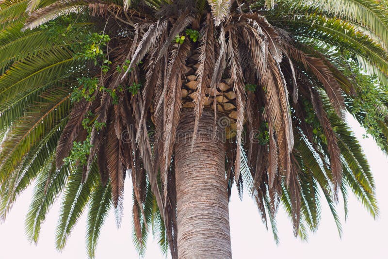 Photo of a Large California Palm Tree in San Francisco`s Golden Gate ...