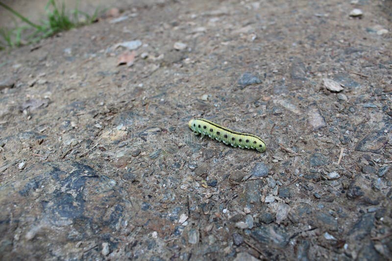 Photo of a large green caterpillar crawling on brown ground and pebbles. stock photography Photo of a large green caterpillar crawling on brown ground and pebbles. stock photography