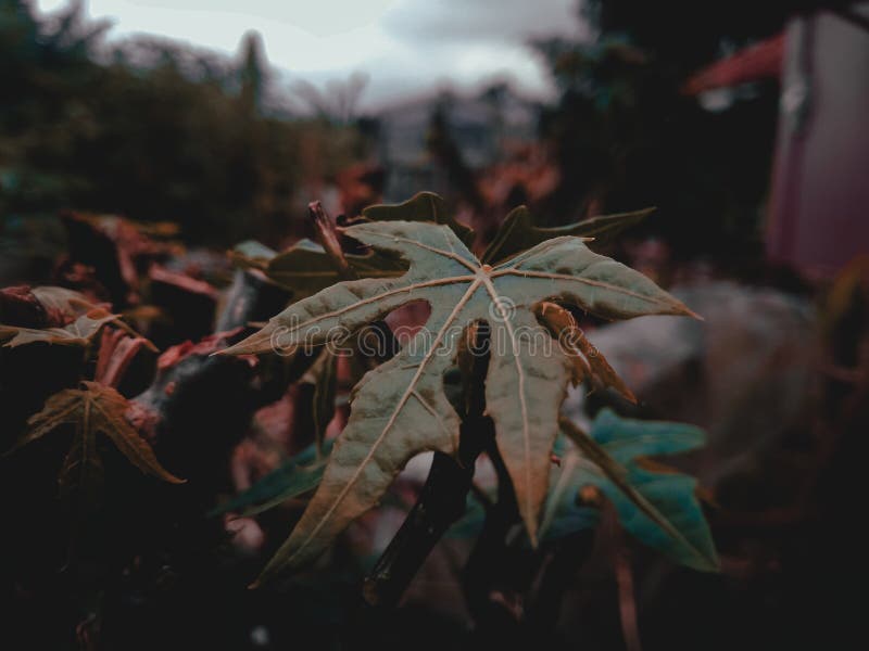 images Background Lightroom Photo Editing Image Download dreamstime com
